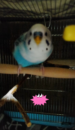 ”結果発表と予告”&amp;ありがとうございました☆の記事動画