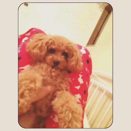 ＣＨＵの記事動画