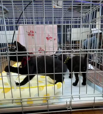 どんどん広まれ！の記事動画