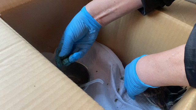 【保護情報】首の曲がったキジバトの記事動画