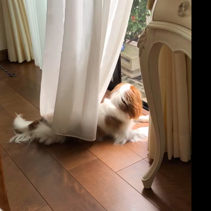 ルビーです　お父さんはやってみたかったの巻〜の記事動画