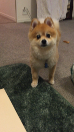 【かわいい通信♡】ぼくの４歳のお祝いに配った『ぽめどら』だよ☆の記事動画