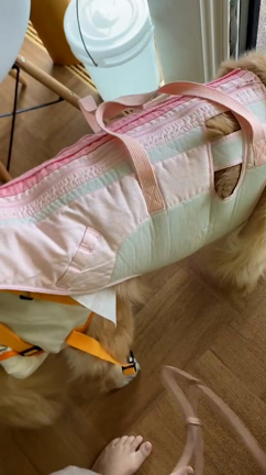 エコロジーという破壊。の記事動画