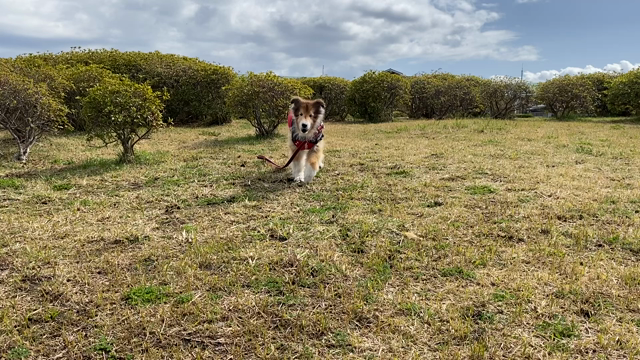 呼び寄せの訓練　dog training of stay and comeの記事動画