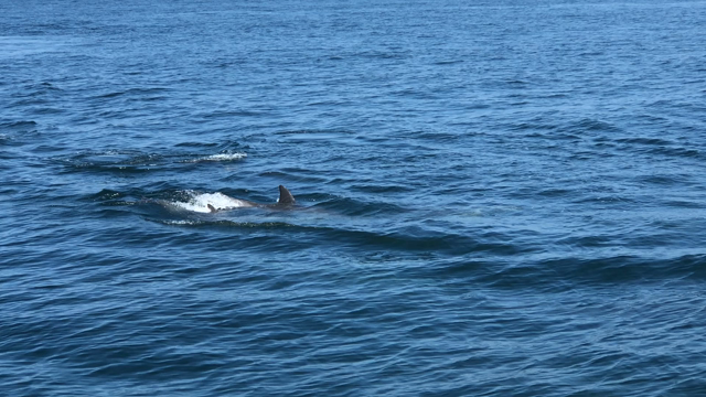 大切な人を連れて来たい場所の記事動画