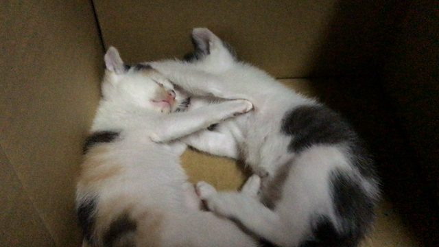 猫(前野)の記事動画