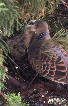 悲しい結末の記事動画