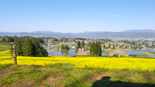 お花畑でつかまえての記事動画