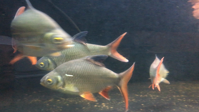 ☆レッドフィンバルブ☆ | サンズアクアプロジェクトのブログ