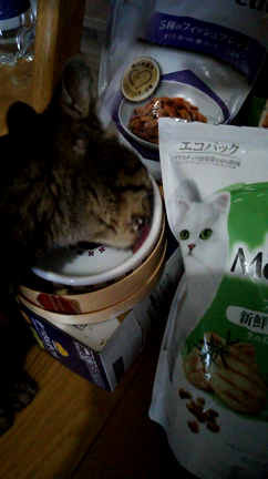 お給餌係の心配事。の記事動画