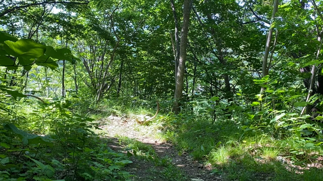 靴にもココロはあったのか？？の記事動画