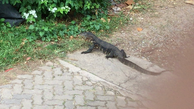 お久しぶり過ぎる訳はの記事動画