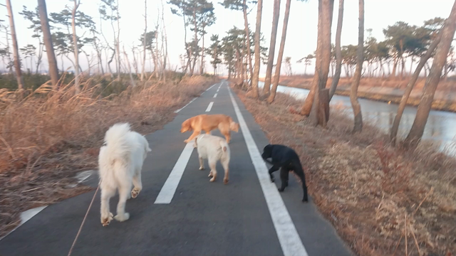 お散歩の記事動画