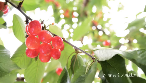 ほぼ最終版！2019.6.15(土) 鈴木果樹園 『さくらんぼの木の下ライブvol.5』のまとめの記事動画