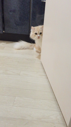 彼は、、拗ねてます。の記事動画