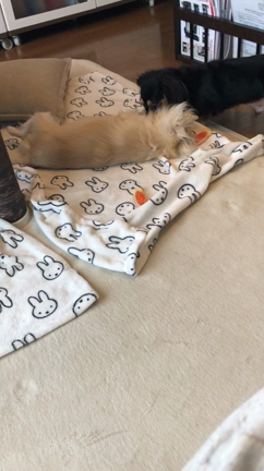 こねくり回される弟の記事動画