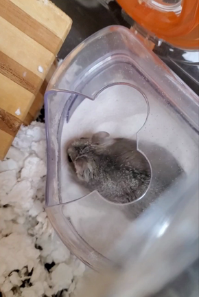 ◇目的ゎ◇の記事動画