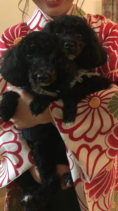 卒業式　家族の双子のわんちゃんとの記事動画