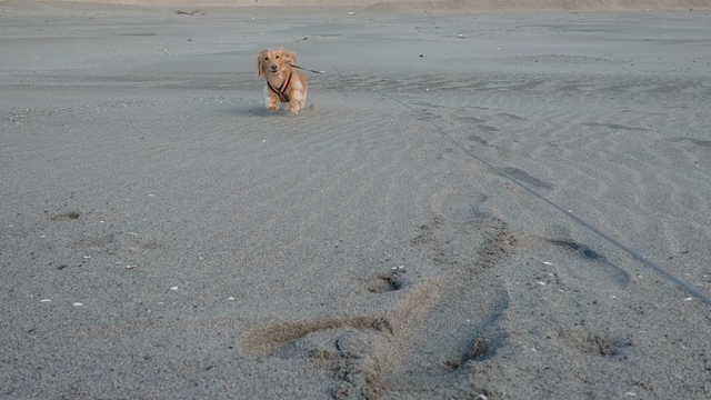 年末恒例の浜さんぽ。の記事動画