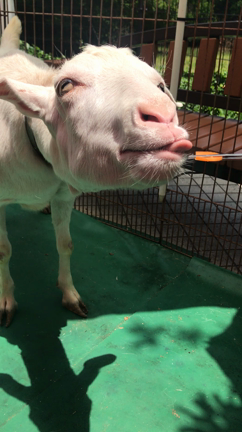 滋賀県長浜市 ゆい整体院 資格取得・受講生募集してます＾＾の記事動画