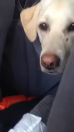 文句たらたら〜（笑）の記事動画