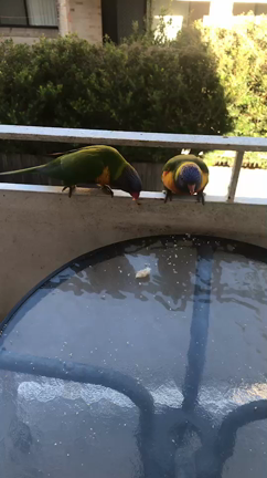 シドニーの長女の日常の記事動画