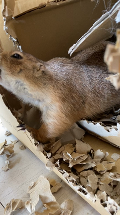 今日のピンキー^_^の記事動画