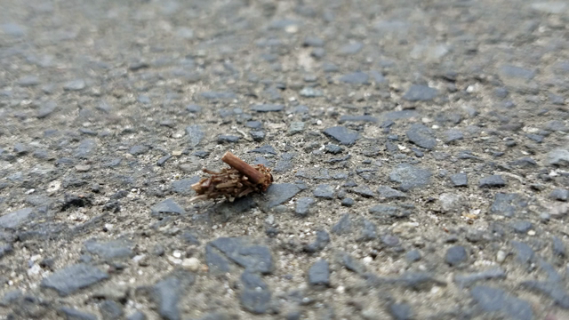 てくてく歩くミノムシさんd=(^o^)=bの記事動画