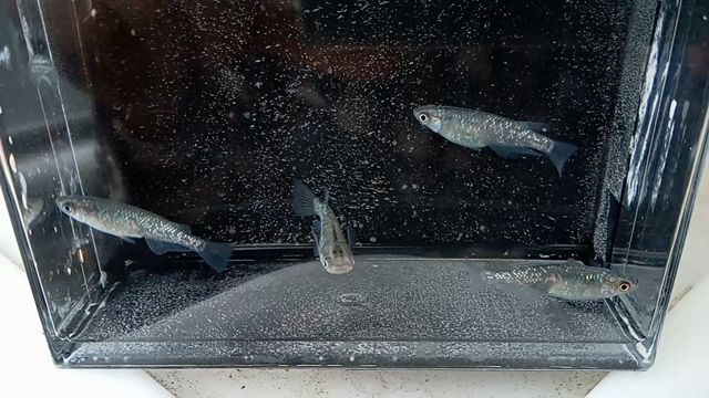 お気に入りのメダカその⑦の記事動画