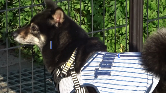 疾走の記事動画