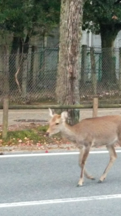 なにやら向こうの方からの記事動画