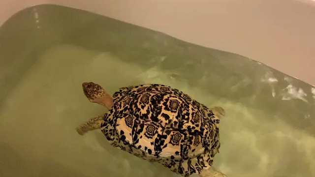 クララが立った！！！の記事動画