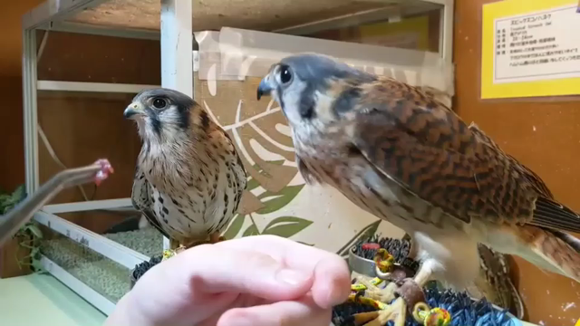 浅草店 アメリカチョウゲンボウちゃん仲間入り 鳥のいるカフェのブログ