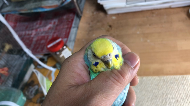 セキセイインコの子宮脱 わたしと小鳥と着物とときどきネコ