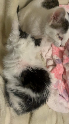 ご支援ありがとうございます　〜晩秋の子猫まつり〜の記事動画