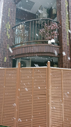 3月の雪　そしてコンサートは延期の記事動画