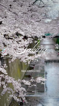 桜が満開♡の記事動画