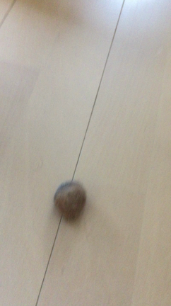 ニャンコだま♫の記事動画