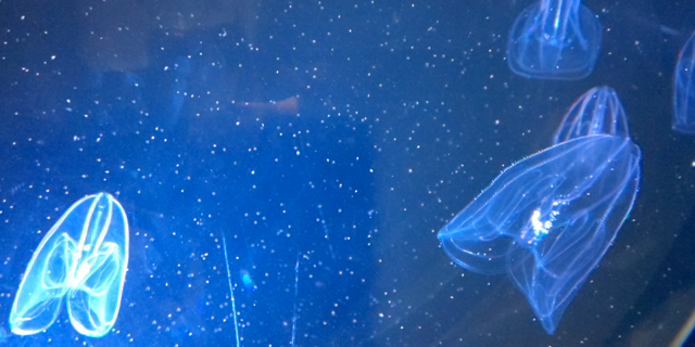 名古屋港水族館への記事動画