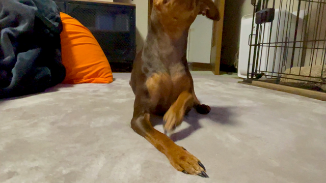 飼い犬に靴下を噛まれない方法と、またたび。の記事動画