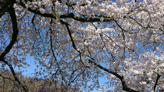 桜見てきました♪の記事動画