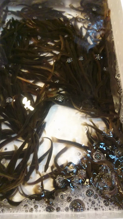 ど・どじょう　(◎_◎;)の記事動画