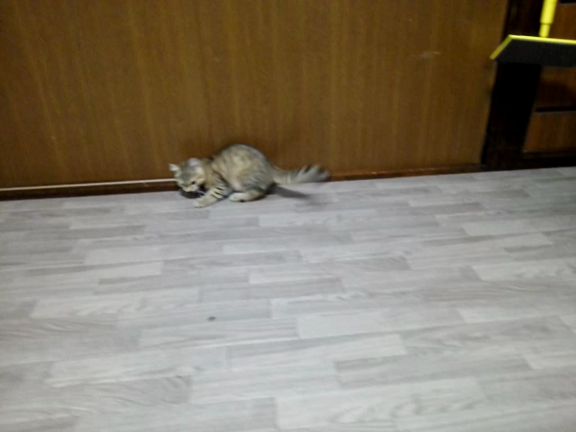 猫にまたたの記事動画