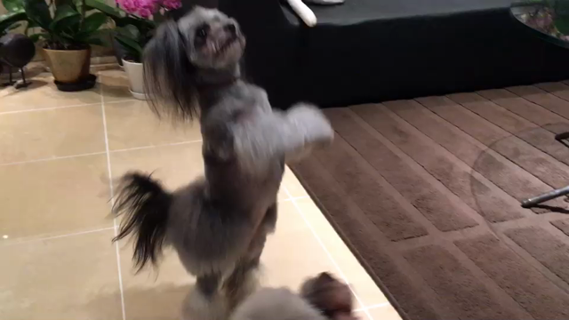 夏には3才の記事動画