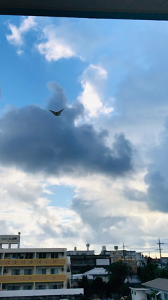 056 衣装ケース　「100断」の記事動画