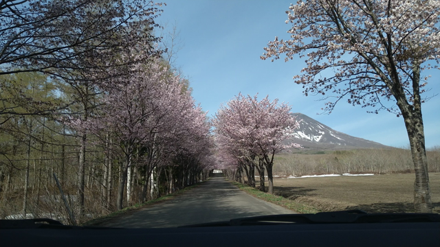 【花巡り】常盤野農村公園とか行ってみたの記事動画