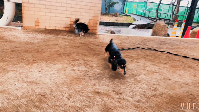 ドッグラン動画vol.1914の記事動画