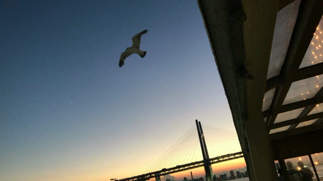 カモメはカモメ。の記事動画