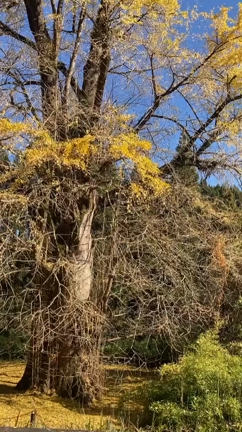 アラフィフ女子の里帰り♪の記事動画