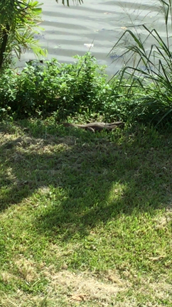 南国だね〜の記事動画